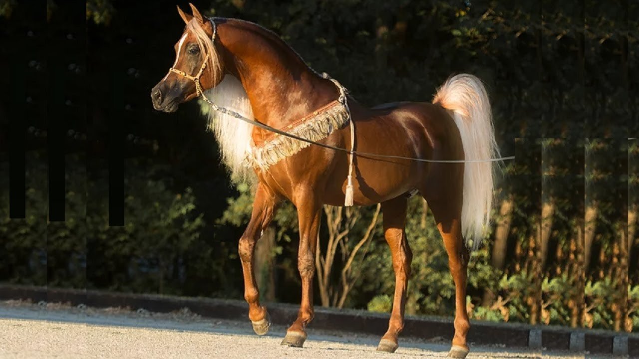 الحصان العربي الأصيل | أعظم فحول الإنتاج في الخيل العربي في العالم | Best sires in Arabian horse